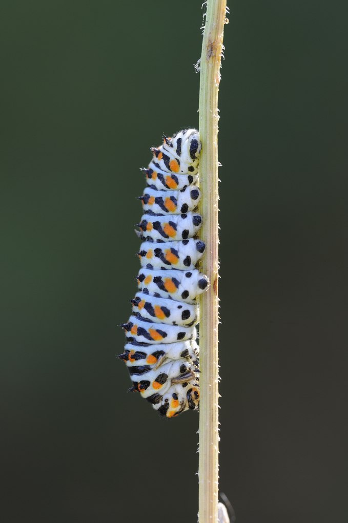 bruco da identificare - Papilio machaon